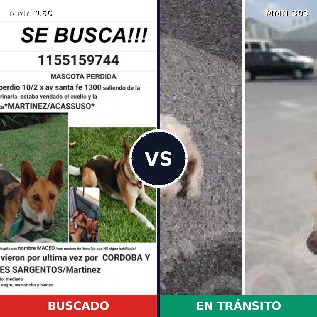 Comparativa MMS 3842: mascota perdida y mascota encontrada, 6% de similitud