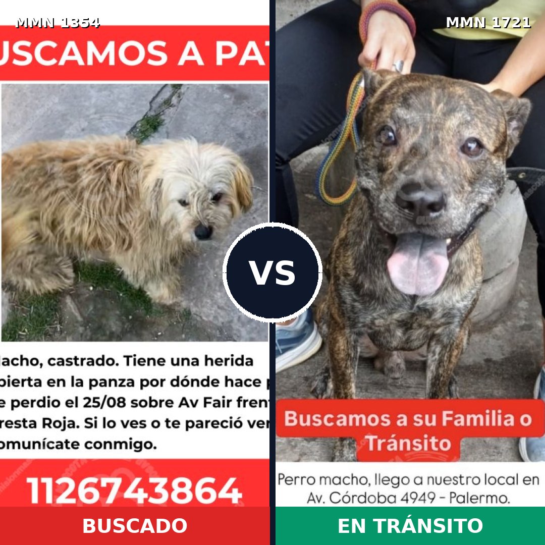 Comparativa MMS 38420: mascota perdida y mascota encontrada, 71% de similitud