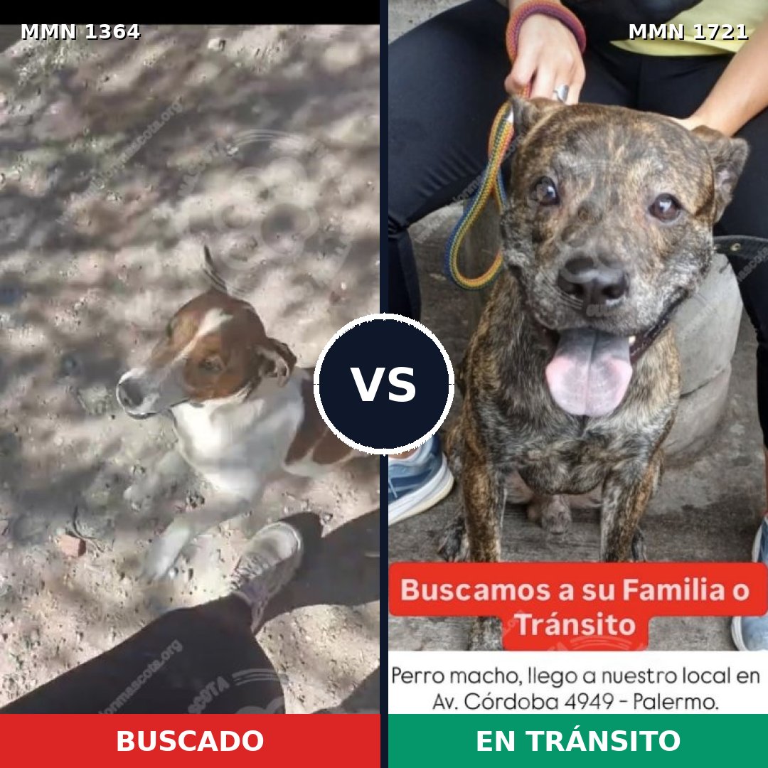 Comparativa MMS 38421: mascota perdida y mascota encontrada, 39% de similitud