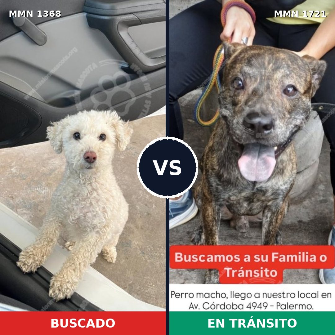 Comparativa MMS 38422: mascota perdida y mascota encontrada, 36% de similitud