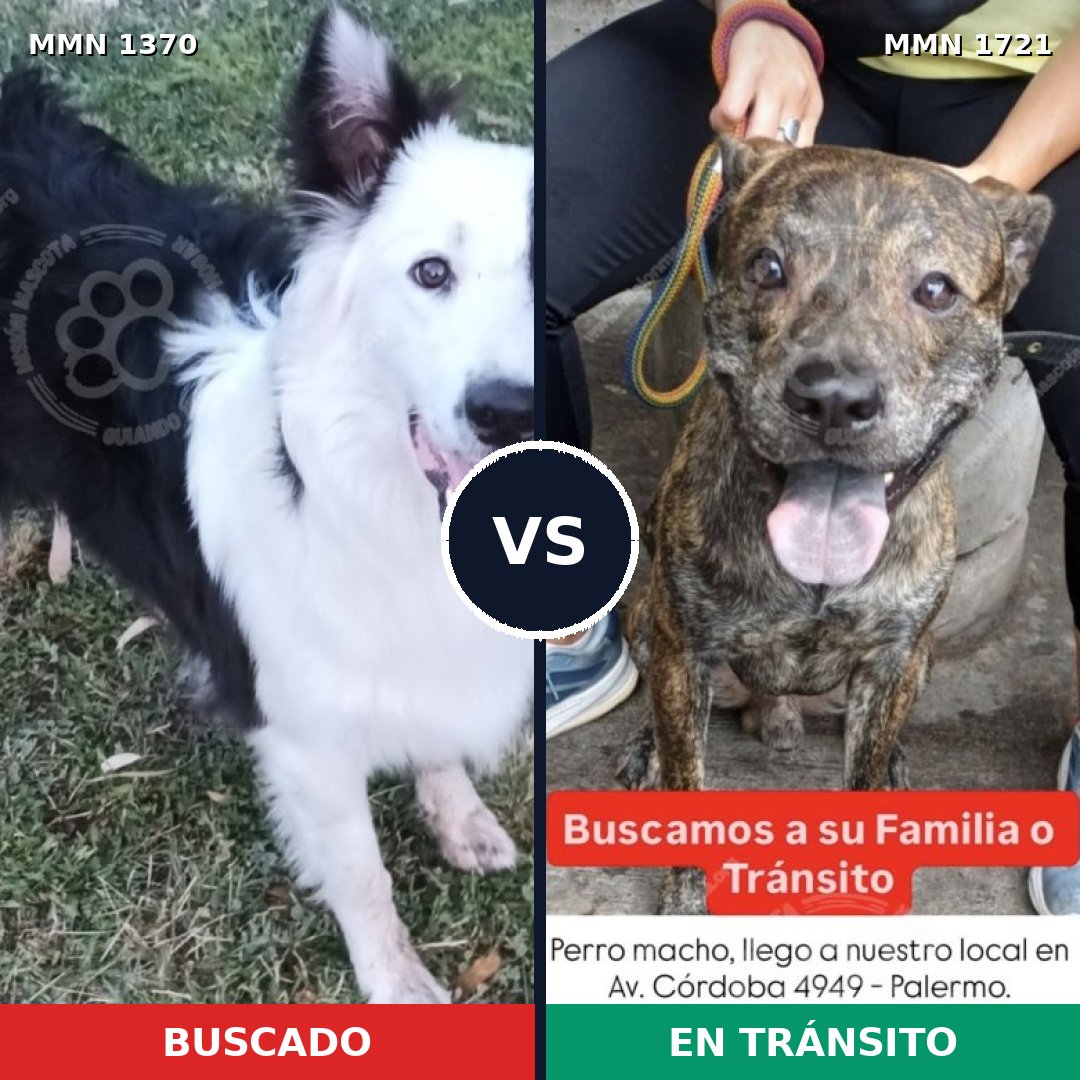 Comparativa MMS 38423: mascota perdida y mascota encontrada, 36% de similitud