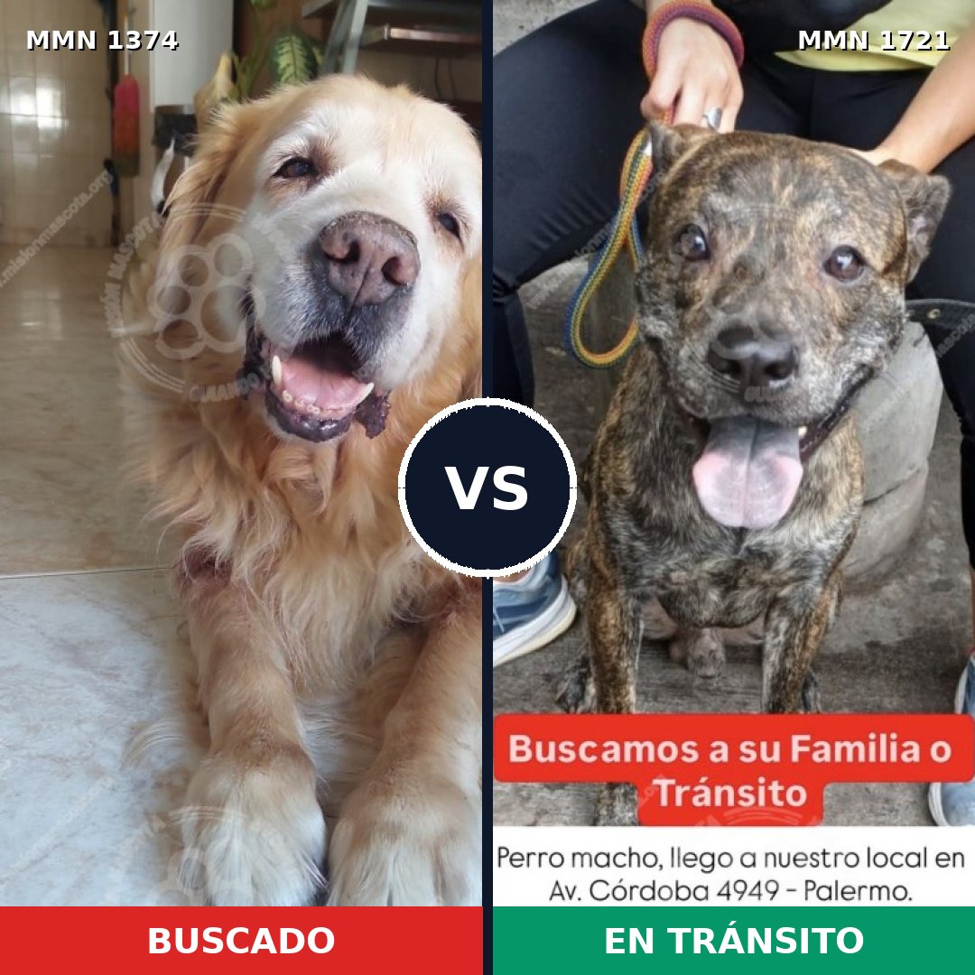 Comparativa MMS 38425: mascota perdida y mascota encontrada, 38% de similitud