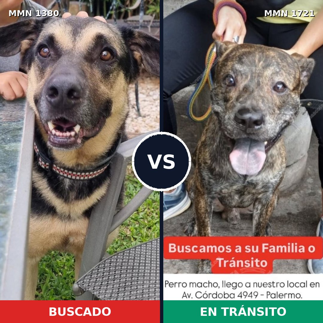 Comparativa MMS 38427: mascota perdida y mascota encontrada, 59% de similitud