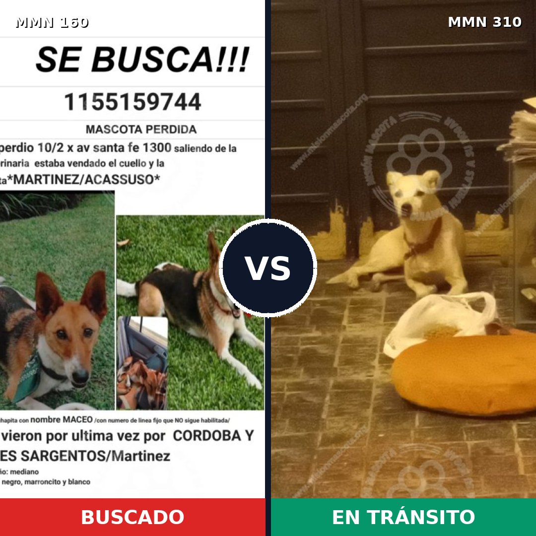 Comparativa MMS 3843: mascota perdida y mascota encontrada, 51% de similitud