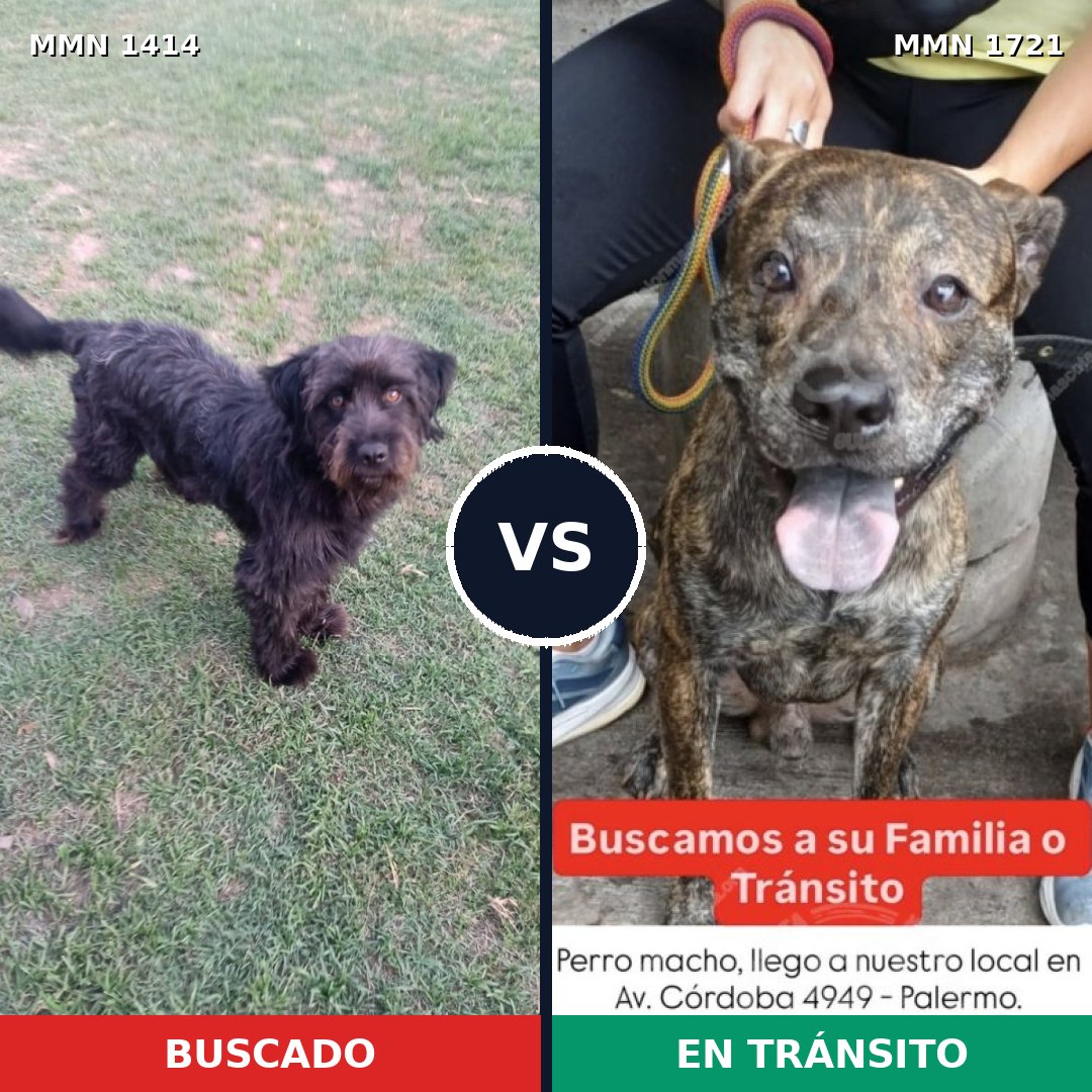 Comparativa MMS 38431: mascota perdida y mascota encontrada, 49% de similitud