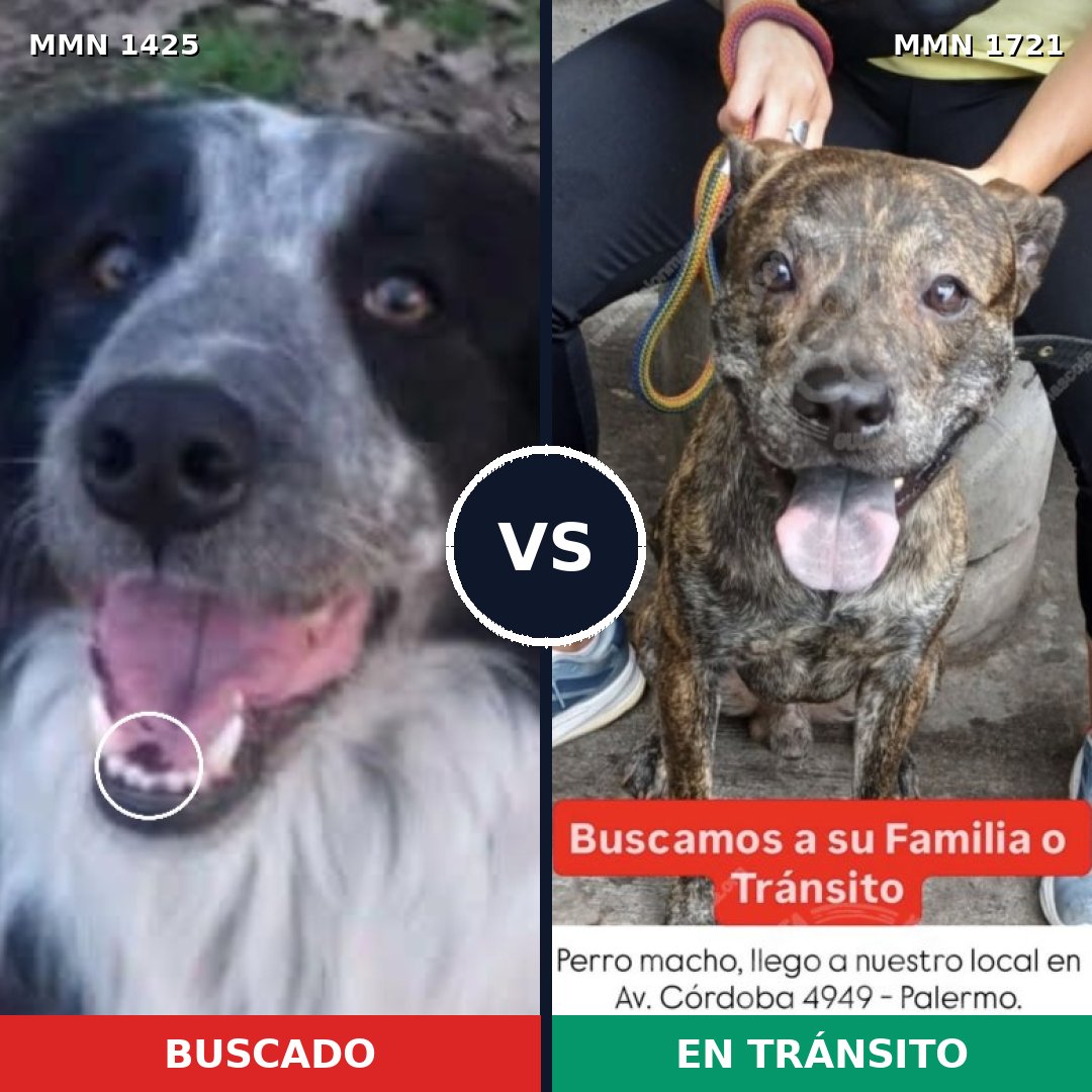 Comparativa MMS 38433: mascota perdida y mascota encontrada, 43% de similitud