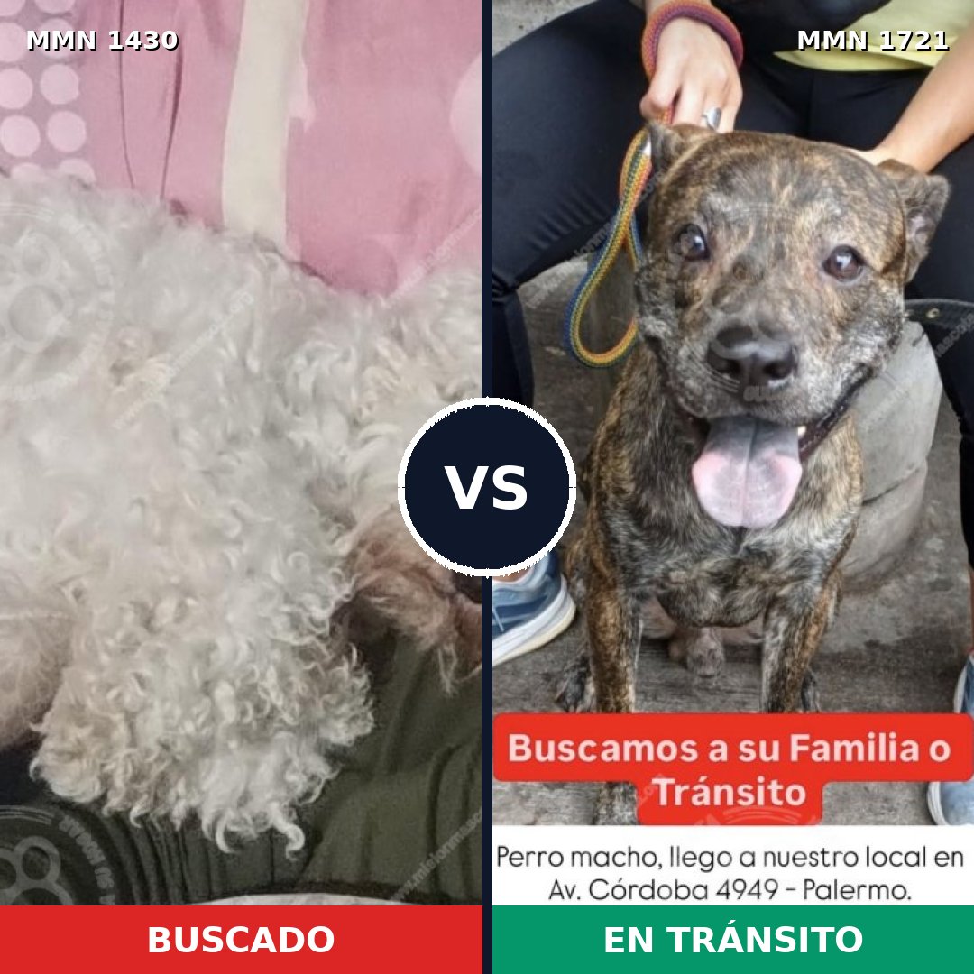 Comparativa MMS 38435: mascota perdida y mascota encontrada, 38% de similitud