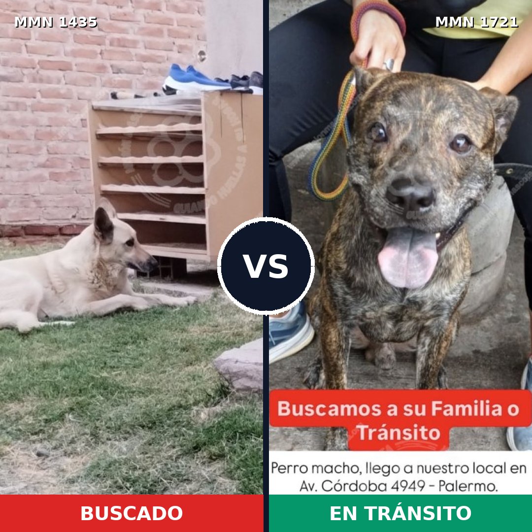 Comparativa MMS 38436: mascota perdida y mascota encontrada, 52% de similitud