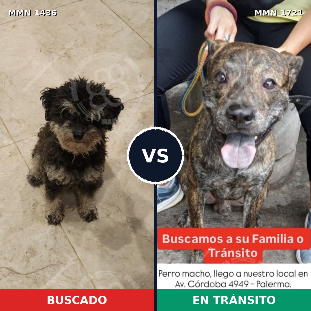 Comparativa MMS 38437: mascota perdida y mascota encontrada, 56% de similitud
