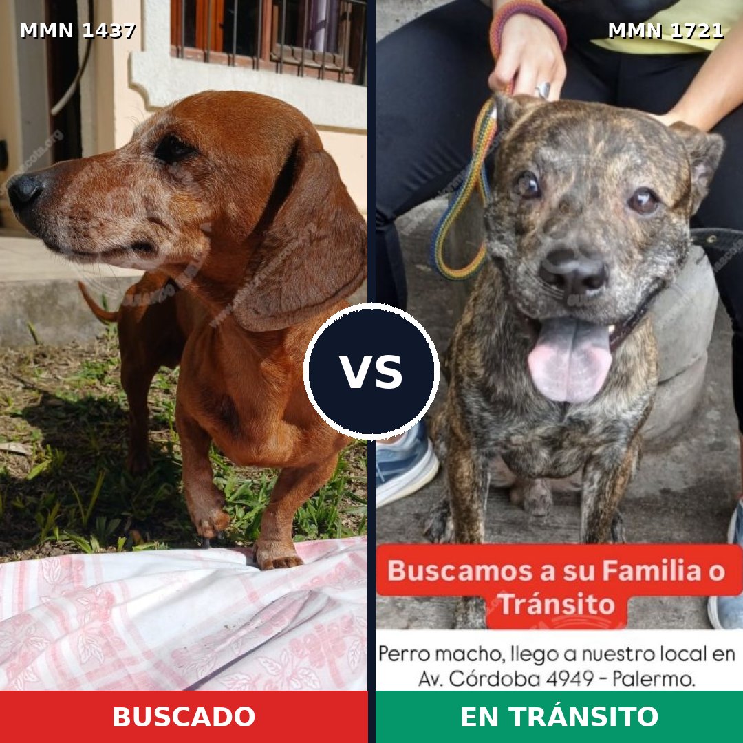 Comparativa MMS 38438: mascota perdida y mascota encontrada, 36% de similitud
