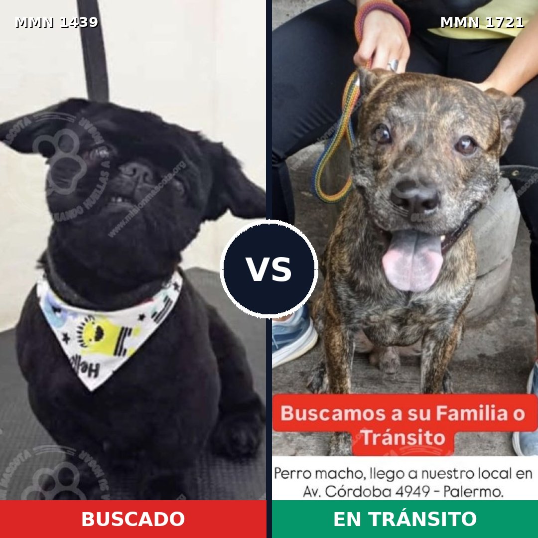 Comparativa MMS 38439: mascota perdida y mascota encontrada, 33% de similitud