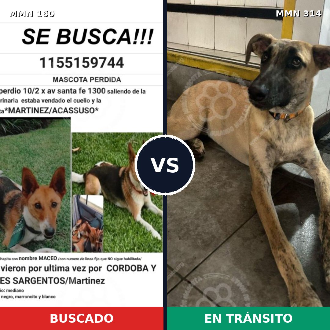 Comparativa MMS 3844: mascota perdida y mascota encontrada, 11% de similitud