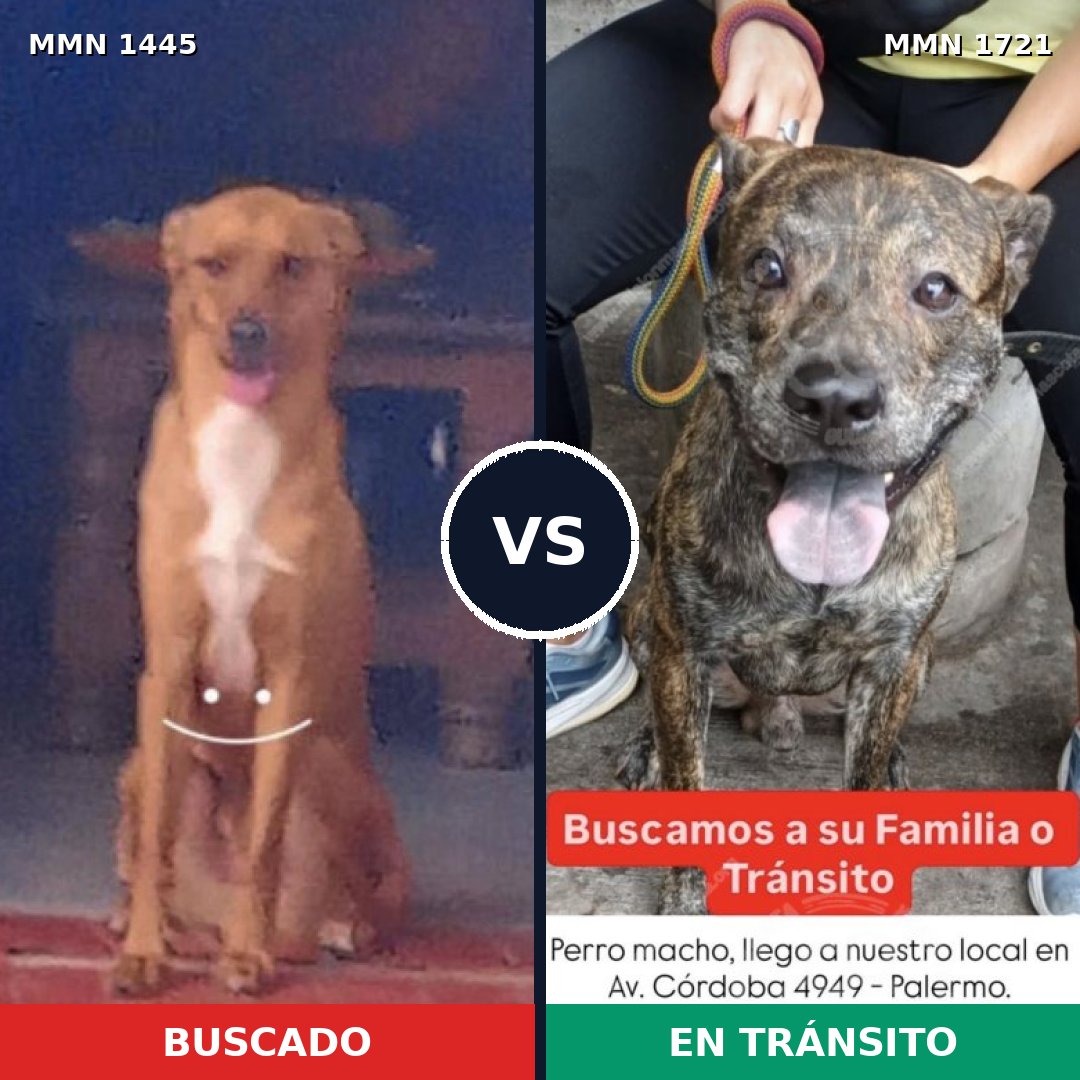 Comparativa MMS 38440: mascota perdida y mascota encontrada, 82% de similitud