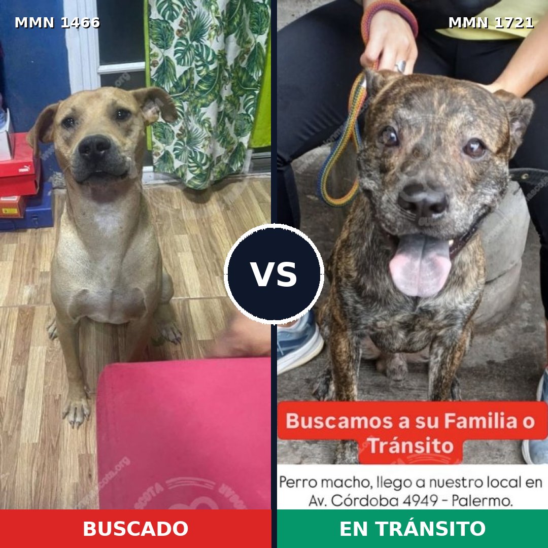 Comparativa MMS 38443: mascota perdida y mascota encontrada, 73% de similitud