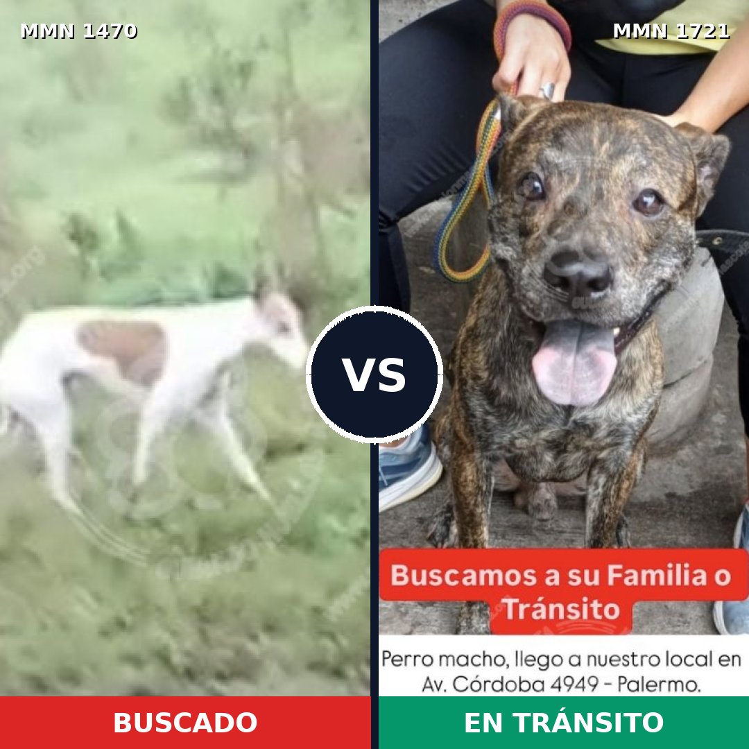Comparativa MMS 38444: mascota perdida y mascota encontrada, 48% de similitud