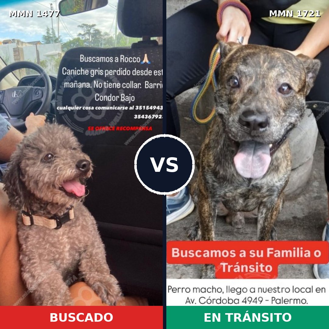 Comparativa MMS 38445: mascota perdida y mascota encontrada, 25% de similitud