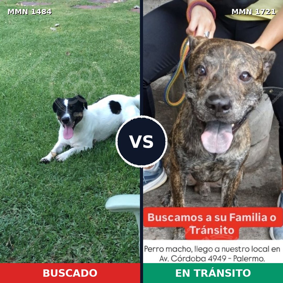 Comparativa MMS 38446: mascota perdida y mascota encontrada, 46% de similitud