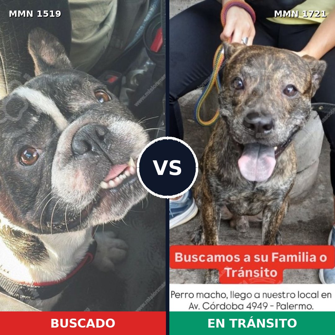 Comparativa MMS 38447: mascota perdida y mascota encontrada, 49% de similitud