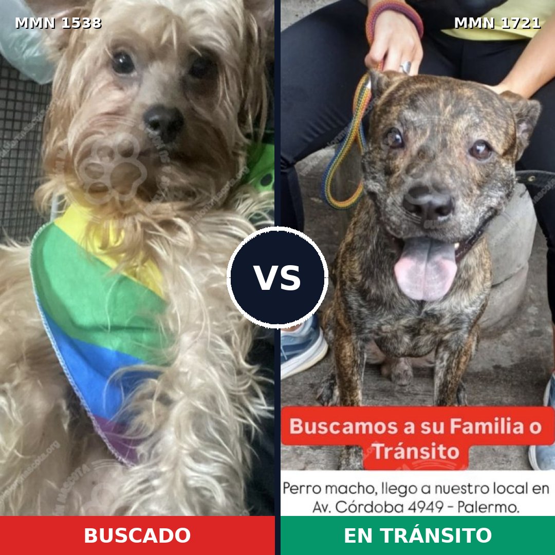 Comparativa MMS 38448: mascota perdida y mascota encontrada, 57% de similitud
