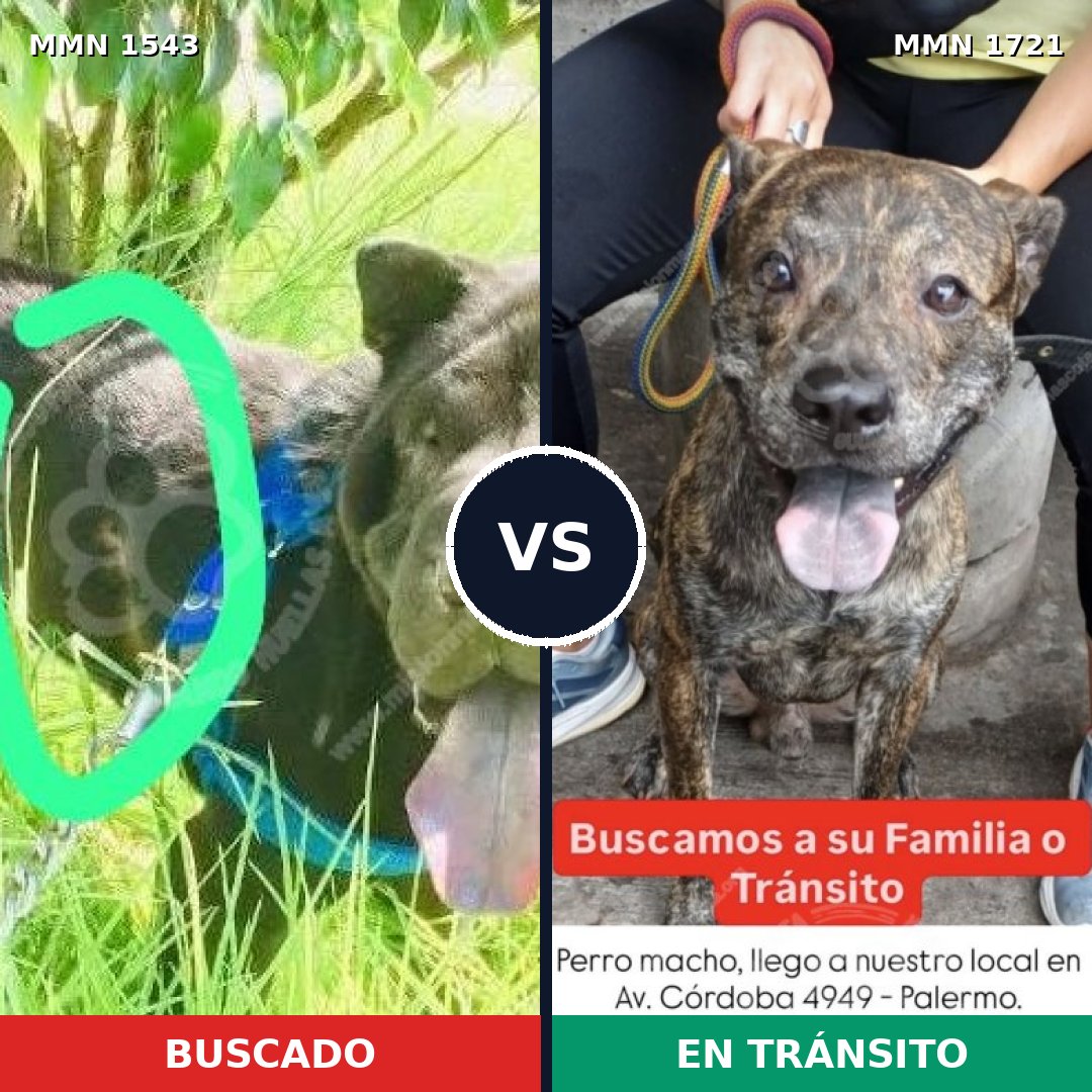 Comparativa MMS 38449: mascota perdida y mascota encontrada, 50% de similitud