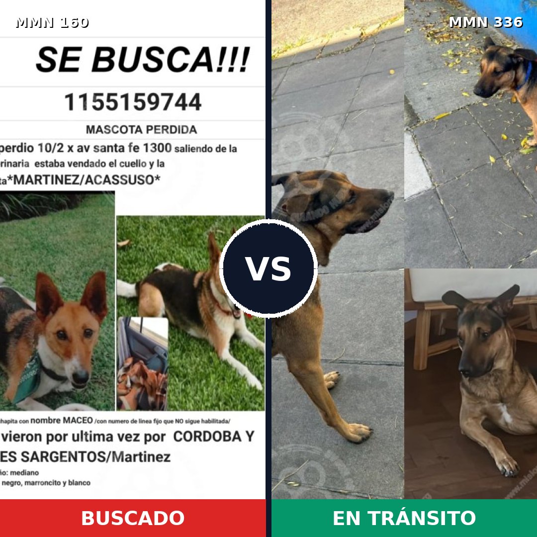 Comparativa MMS 3845: mascota perdida y mascota encontrada, 74% de similitud