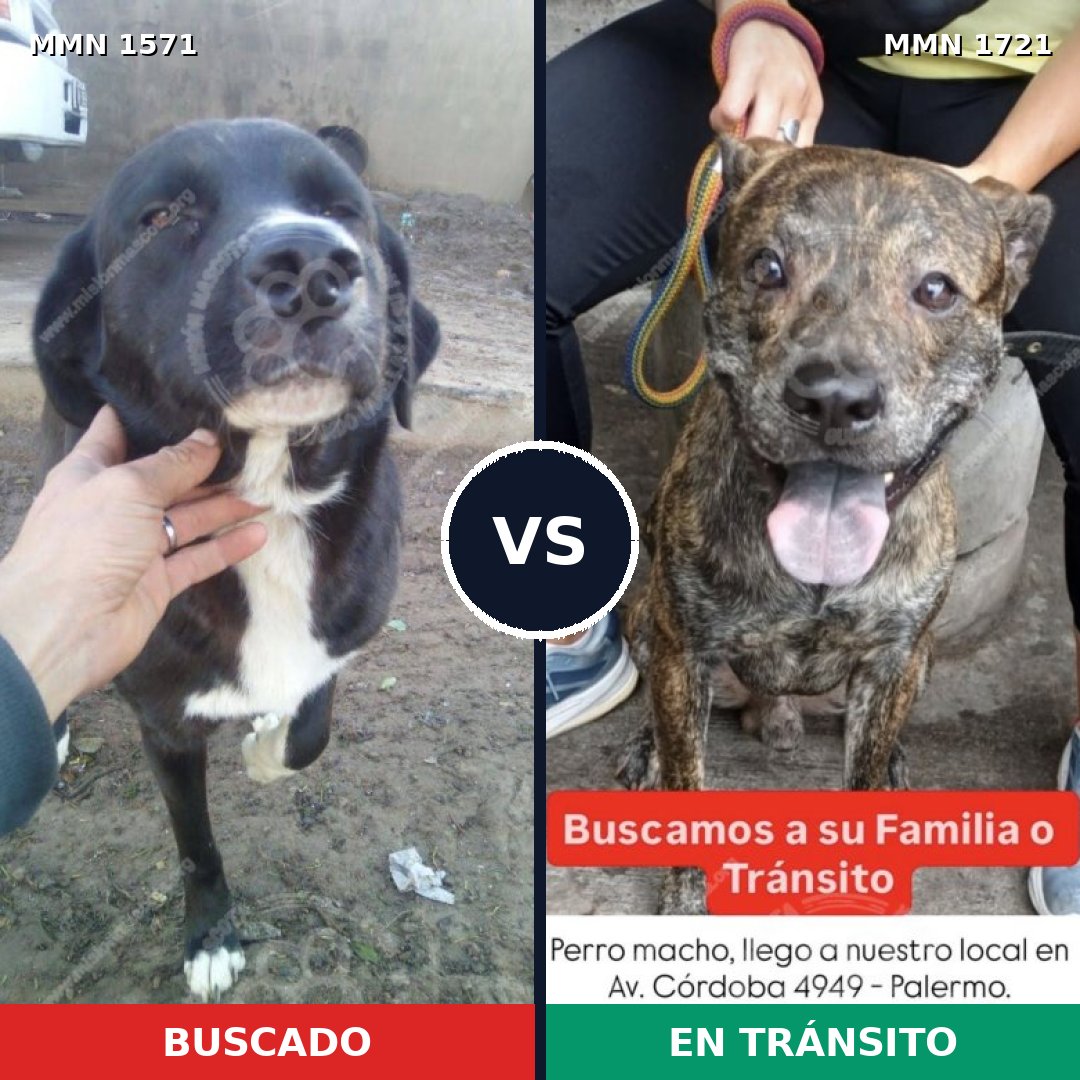 Comparativa MMS 38450: mascota perdida y mascota encontrada, 64% de similitud