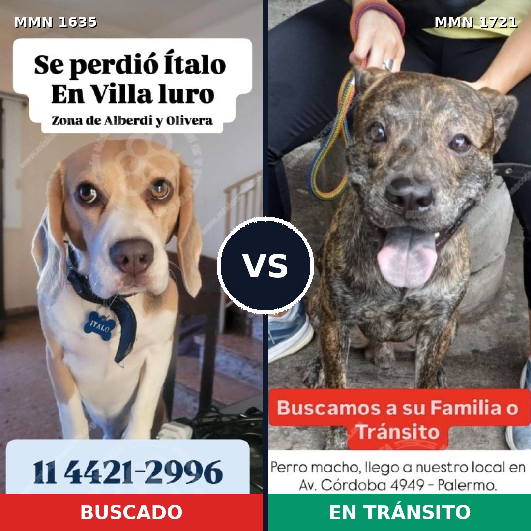 Comparativa MMS 38454: mascota perdida y mascota encontrada, 36% de similitud