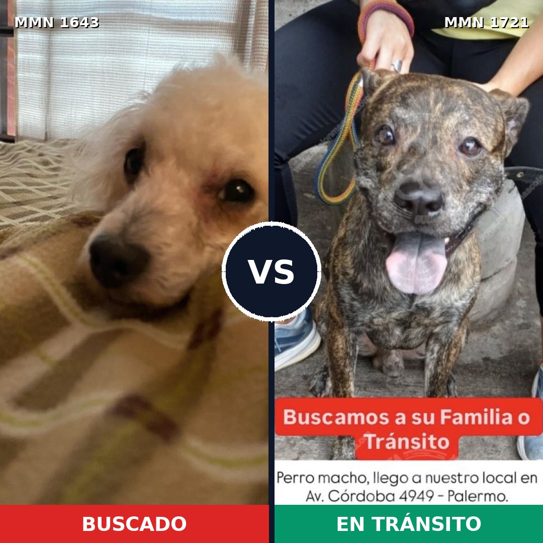 Comparativa MMS 38455: mascota perdida y mascota encontrada, 41% de similitud