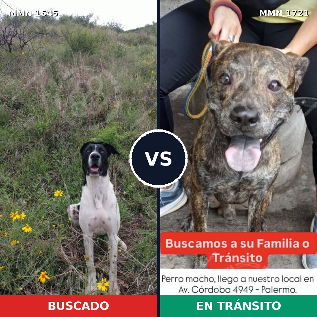 Comparativa MMS 38456: mascota perdida y mascota encontrada, 47% de similitud