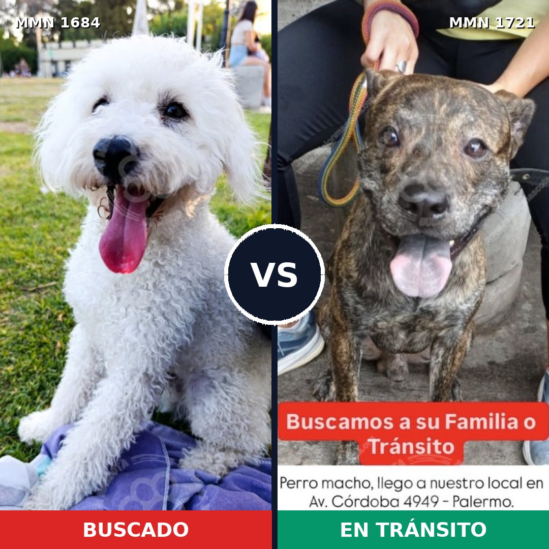 Comparativa MMS 38457: mascota perdida y mascota encontrada, 39% de similitud