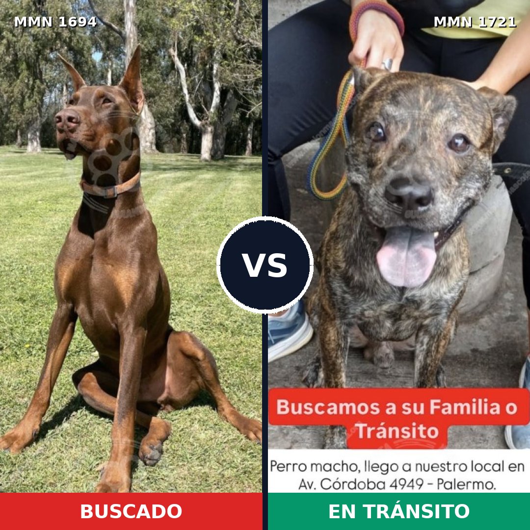 Comparativa MMS 38459: mascota perdida y mascota encontrada, 43% de similitud