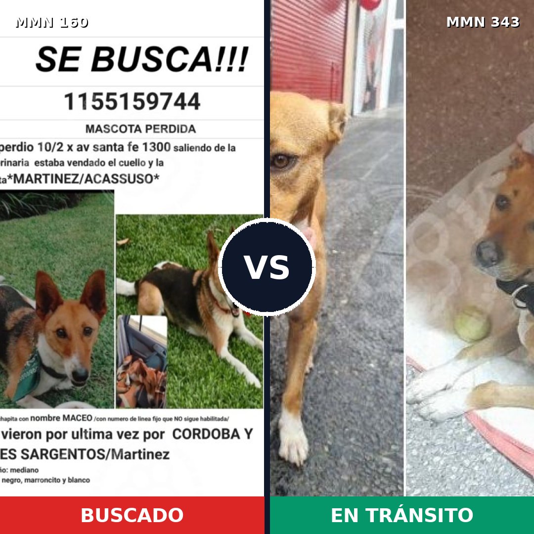 Comparativa MMS 3846: mascota perdida y mascota encontrada, 53% de similitud