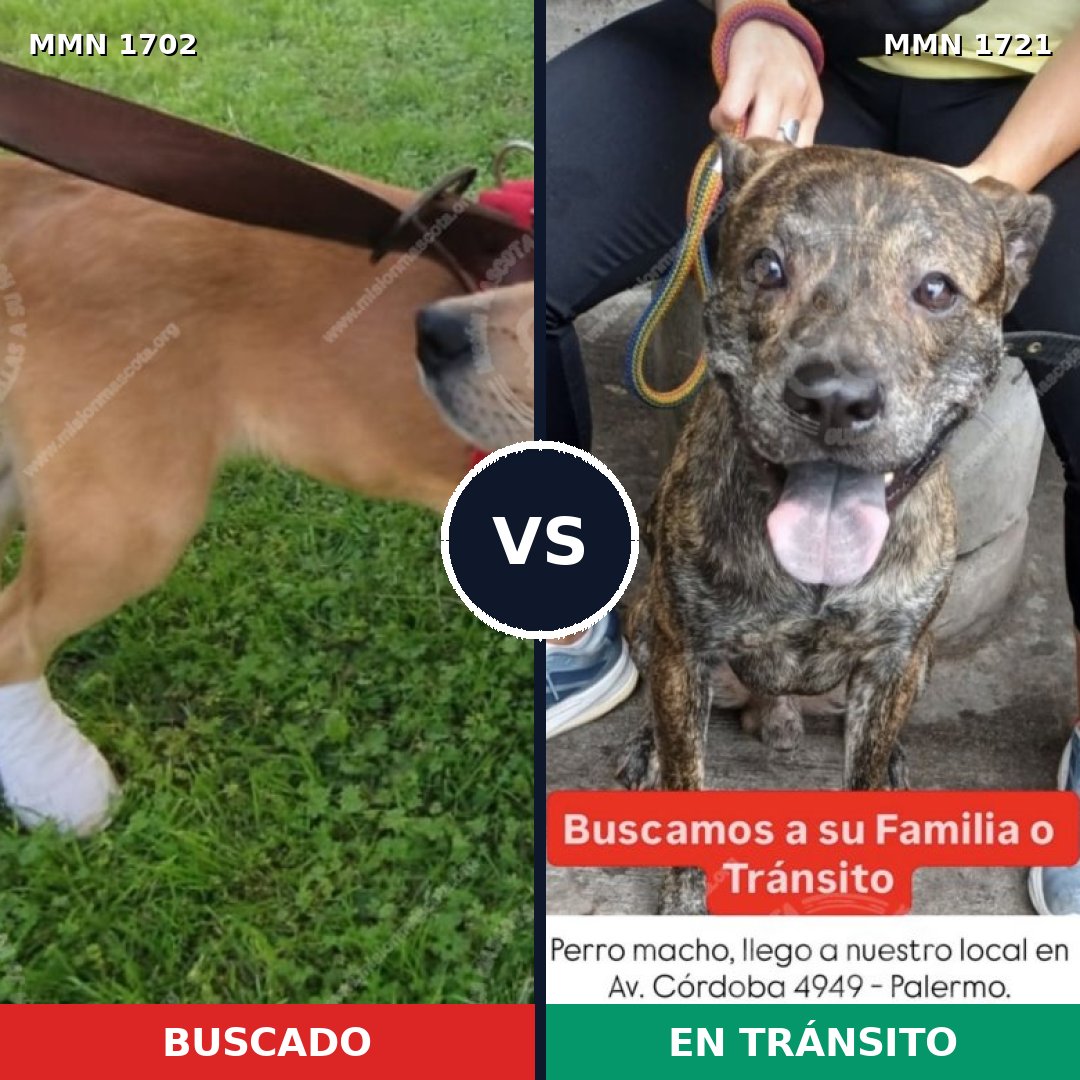 Comparativa MMS 38460: mascota perdida y mascota encontrada, 77% de similitud