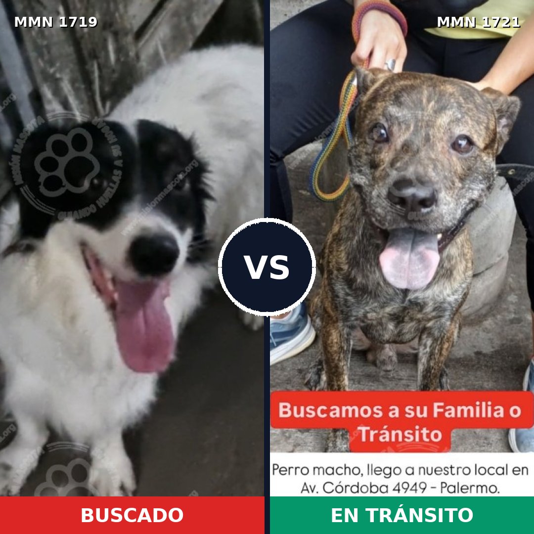 Comparativa MMS 38461: mascota perdida y mascota encontrada, 78% de similitud