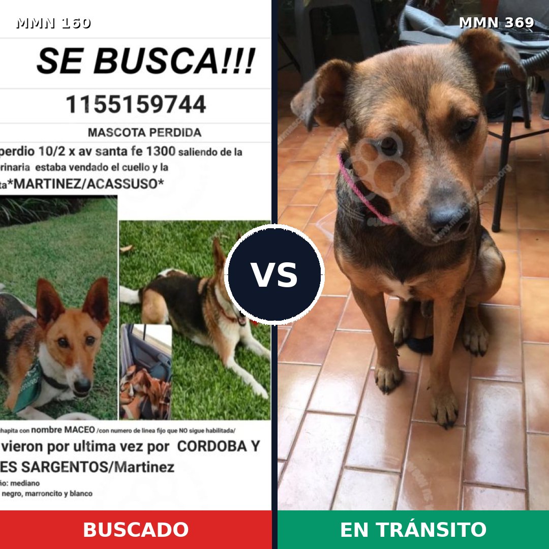 Comparativa MMS 3847: mascota perdida y mascota encontrada, 85% de similitud