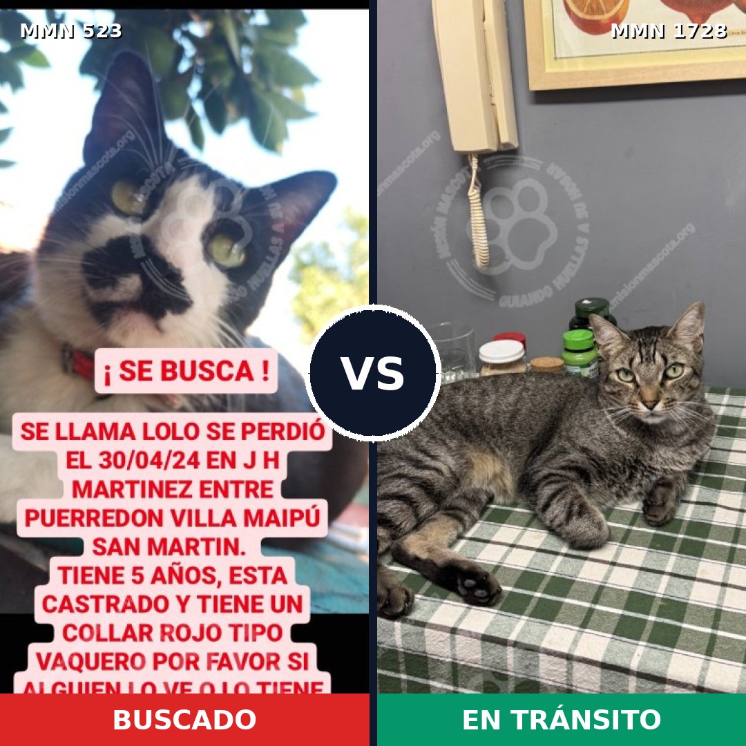Comparativa MMS 38470: mascota perdida y mascota encontrada, 47% de similitud