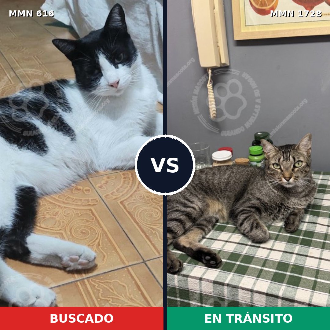 Comparativa MMS 38472: mascota perdida y mascota encontrada, 39% de similitud