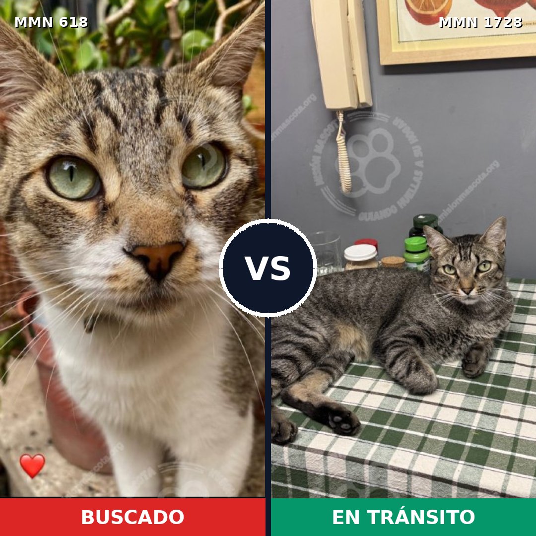 Comparativa MMS 38473: mascota perdida y mascota encontrada, 45% de similitud