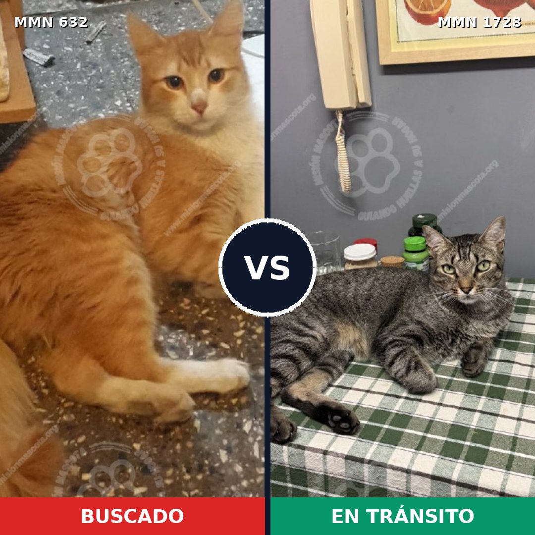 Comparativa MMS 38474: mascota perdida y mascota encontrada, 35% de similitud