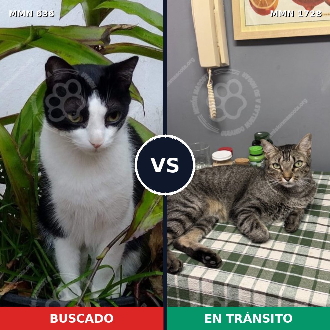 Comparativa MMS 38475: mascota perdida y mascota encontrada, 35% de similitud
