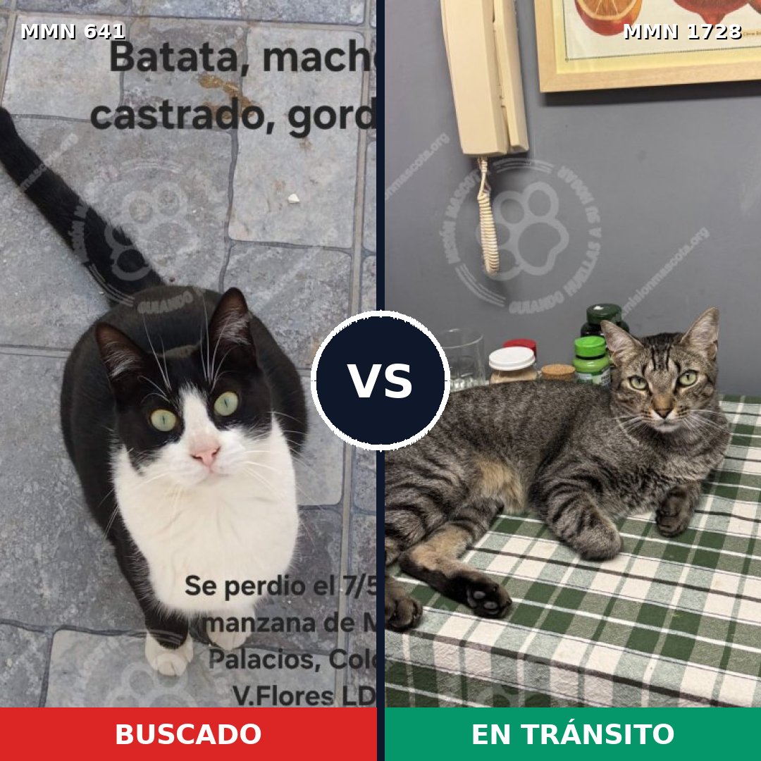 Comparativa MMS 38476: mascota perdida y mascota encontrada, 36% de similitud