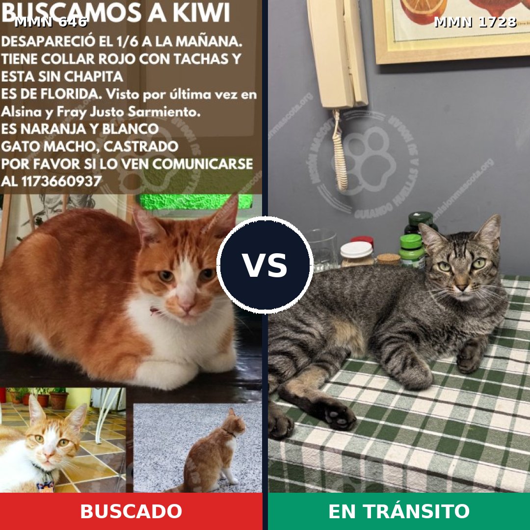 Comparativa MMS 38478: mascota perdida y mascota encontrada, 39% de similitud