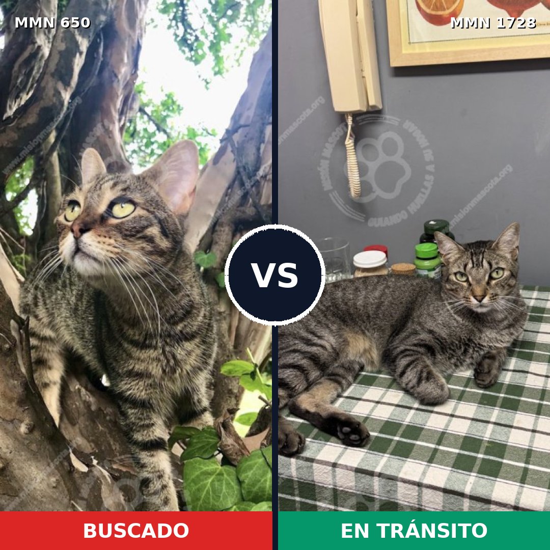 Comparativa MMS 38479: mascota perdida y mascota encontrada, 23% de similitud