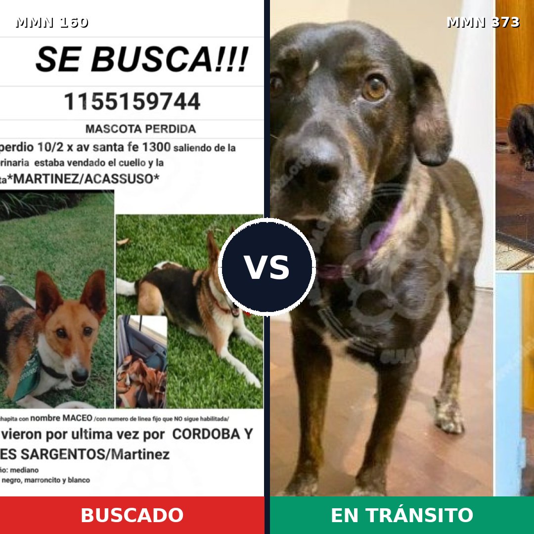 Comparativa MMS 3848: mascota perdida y mascota encontrada, 48% de similitud