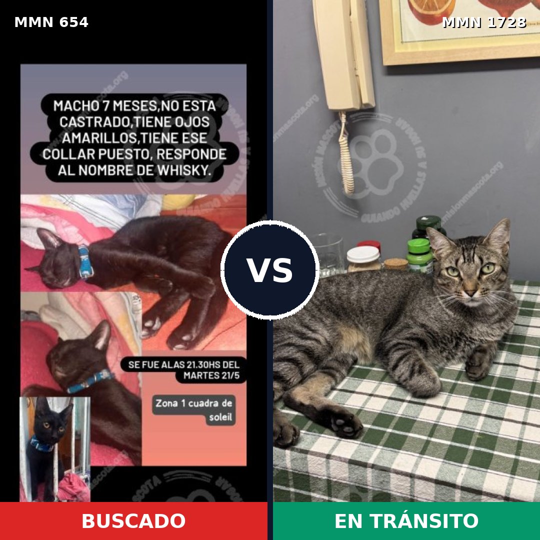 Comparativa MMS 38480: mascota perdida y mascota encontrada, 40% de similitud