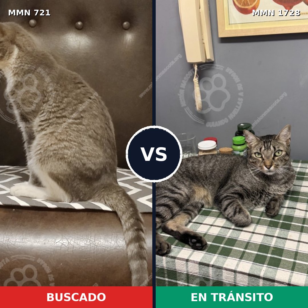 Comparativa MMS 38481: mascota perdida y mascota encontrada, 43% de similitud