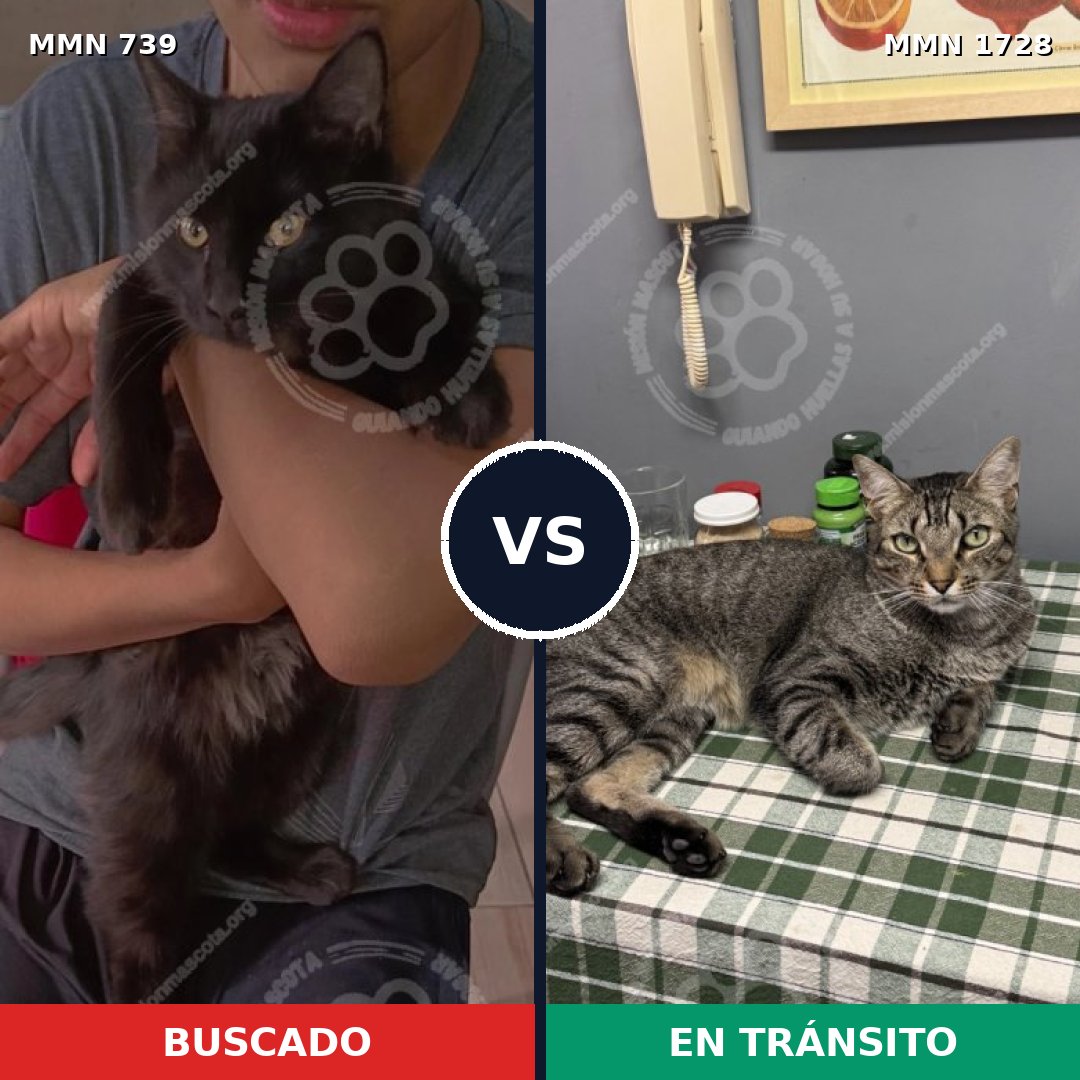 Comparativa MMS 38482: mascota perdida y mascota encontrada, 31% de similitud