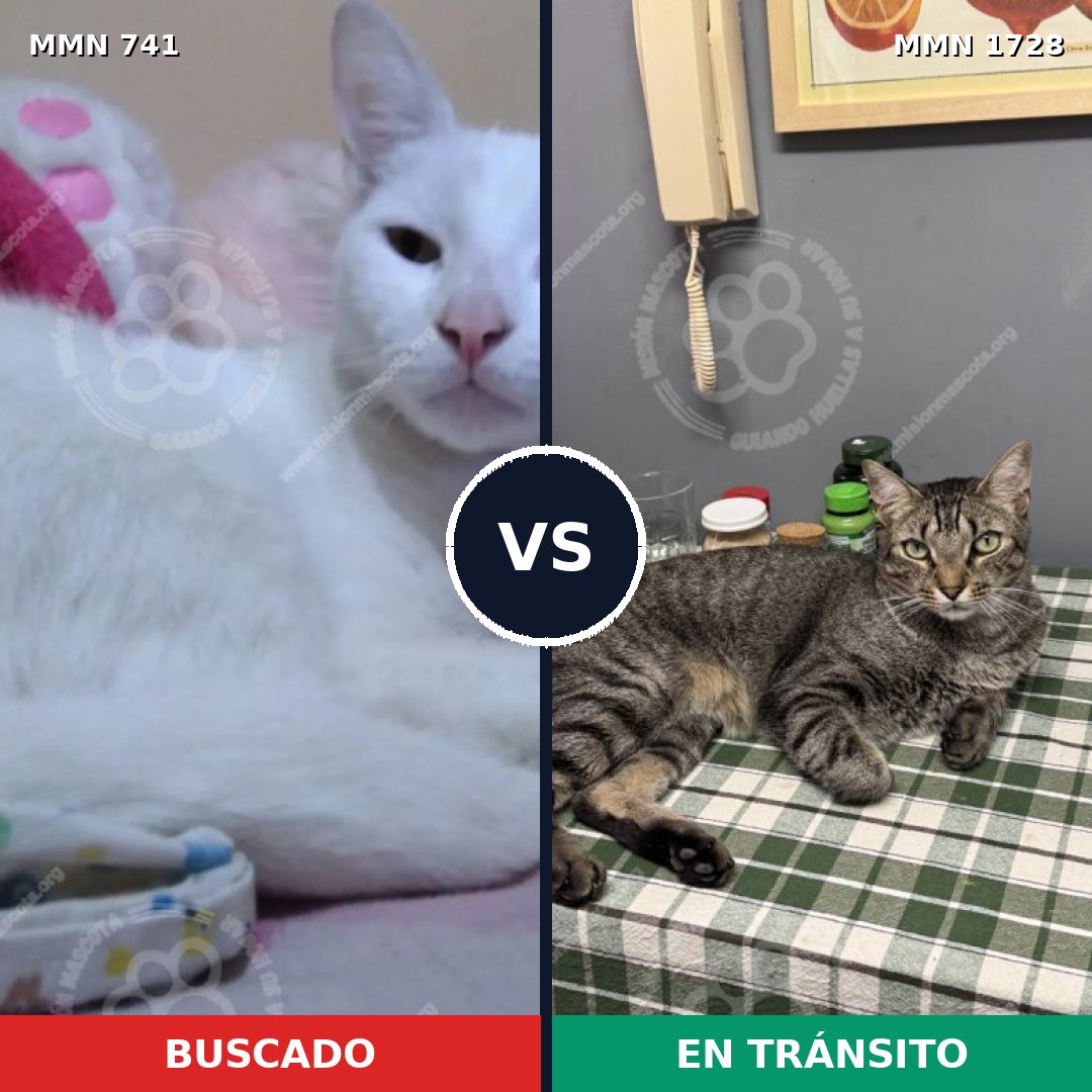 Comparativa MMS 38483: mascota perdida y mascota encontrada, 34% de similitud