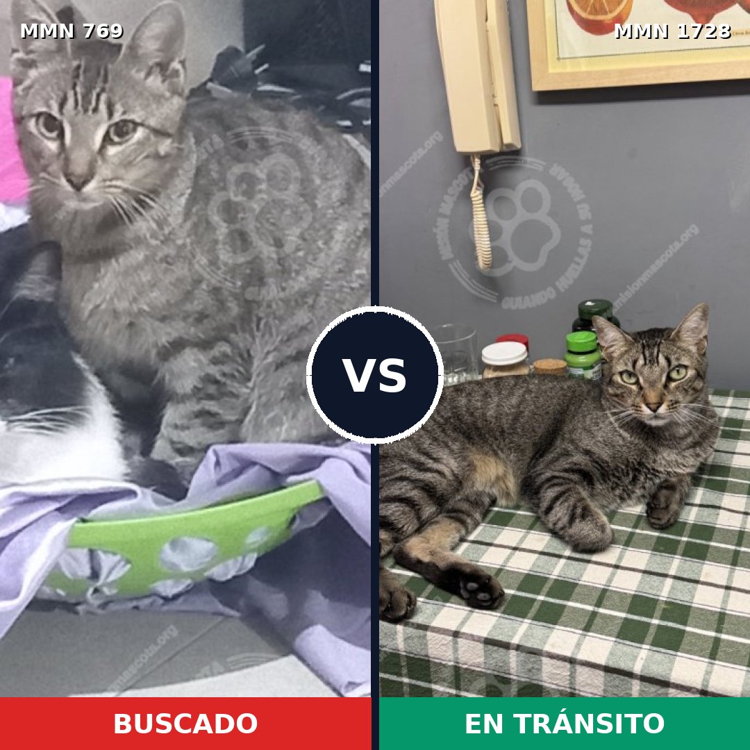 Comparativa MMS 38484: mascota perdida y mascota encontrada, 39% de similitud