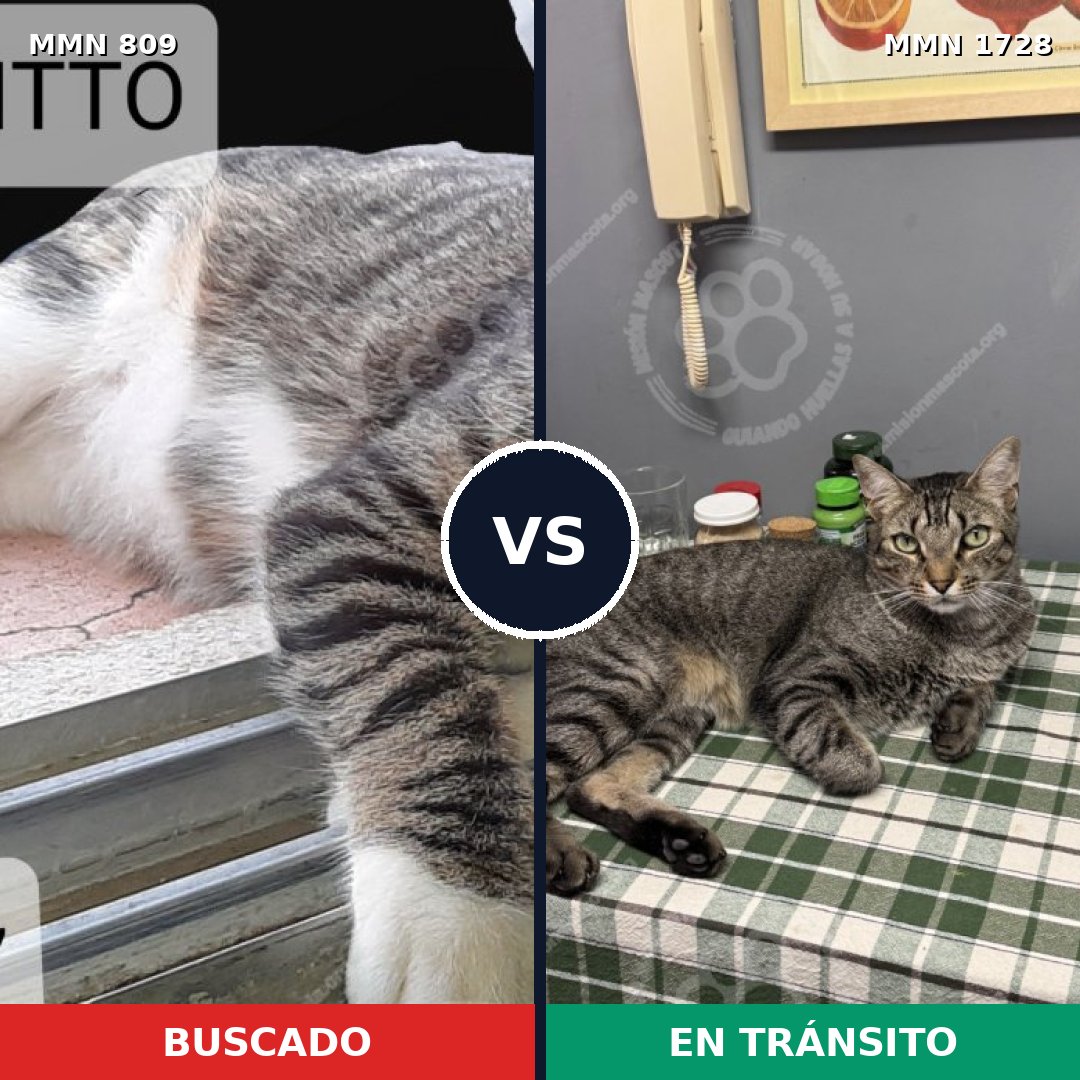 Comparativa MMS 38486: mascota perdida y mascota encontrada, 43% de similitud